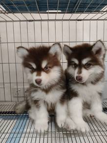 husky puppies y