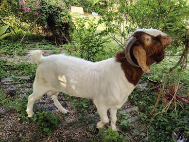 Kambing 