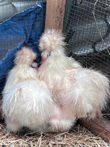 silkie chicken ayam silkie