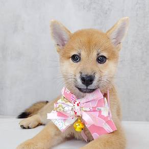 Shiba