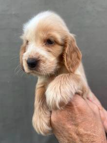 ENGLISH COCKER SPANIEL PUPPIES F373 🌻Male-Female
