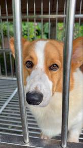 corgi dog male
