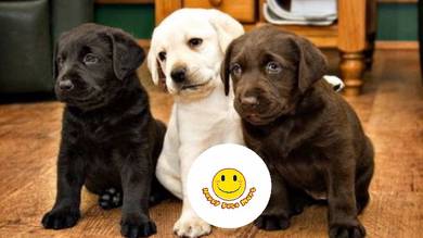 GGYY-1003 Labrador cute puppies dogs