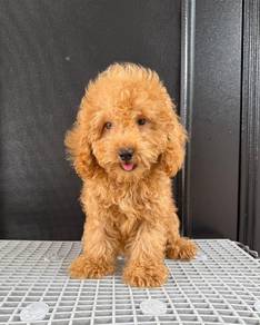 Toy poodle 