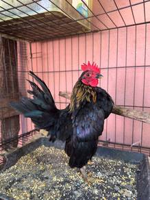 ayam serama