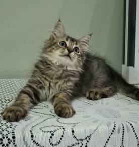 Maincoon Siberian mix kitten