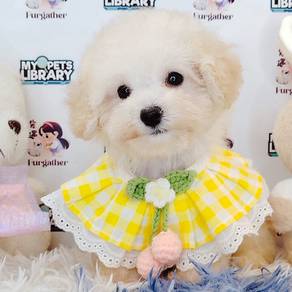 toy Poodle