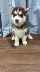 husky