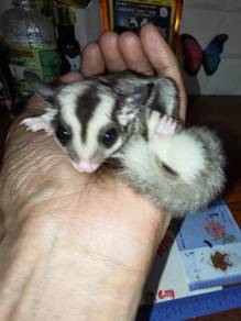 sugar glider 