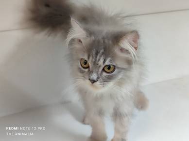betina