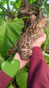 Pure breed bengal kitten