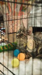 Silver mainecoon kitten