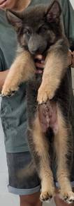 German Shepherd 