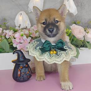 Shiba