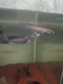 channa maru yellow sentarum 