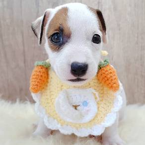 Jack Russell