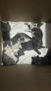 Anak kucing comel for sales