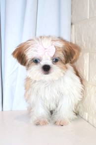 J0170 Shih Tzu Small Companion Teddy Puppy