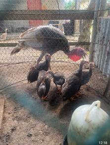 anak ayam mutiara