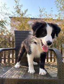 Black White BorderCollie - Purebreed