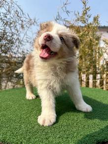 Male Red Merle BorderCollie with Purebreed Limited