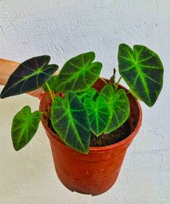 Colocasia Esculenta, Persian Shield, Zig-Zag Plant