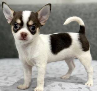 CHIHUAHUA PUPPIES 182🌷Head Apple Bonnie Dog