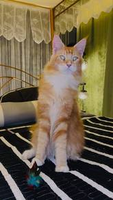 Pure male mainecoon (neutered)