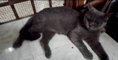 Bsh blue