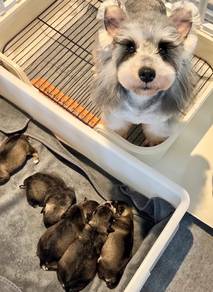 Schnauzer