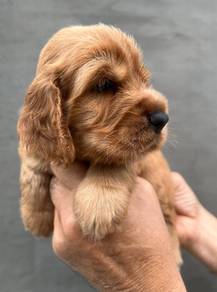 ENGLISH COCKER SPANIEL PUPPIES F436🌻Female