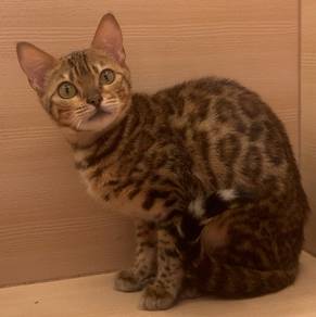 Bengal