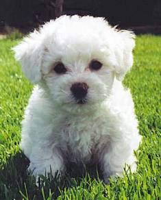 HTT_ 200299 Bichon Frise little white puppies