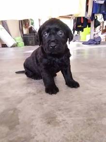 Labrador puppies
