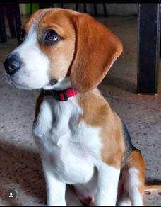 Fuzzy Beagle cute playful and friendly family comp