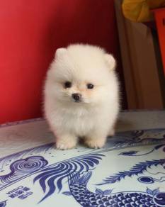 Bear Face Pom Puppy 熊脸博美弟弟