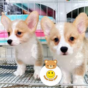 G_10DD22 Welsh Corgi little sunshine pet dog