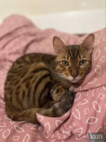 Indoor Cats to Rehome (Mainecoon, Bengal & Sphynx)