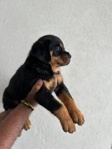 Rottweiler available7