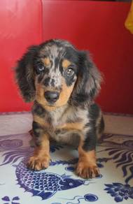Dapple Long Hair Dachshund 