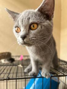 british shorthair cat kucing bsh