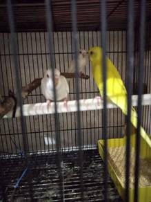 Budgies - Albino/Latino - Red Eyes / 4 Weeks old.
