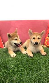 Shiba inu mka and chip MALE