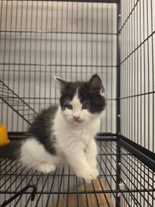 Mix breed Female