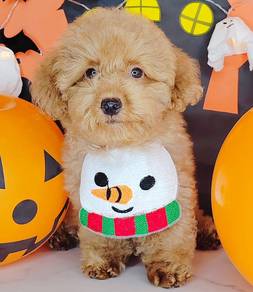 Poodle