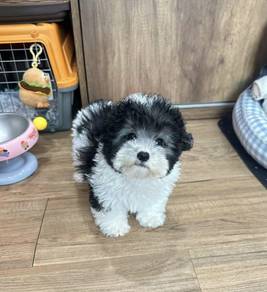 POODLE PUPPIES I140🌻 Tiny-Tea cup Import
