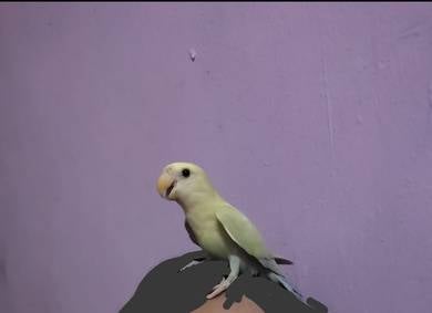 love bird