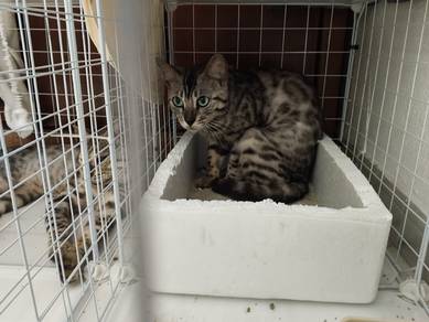 Female silver bengal