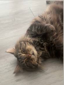maincoon