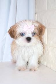 J0164 Shih Tzu Round Face Teddy Face Puppy
